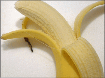 banana_20090802102135.gif